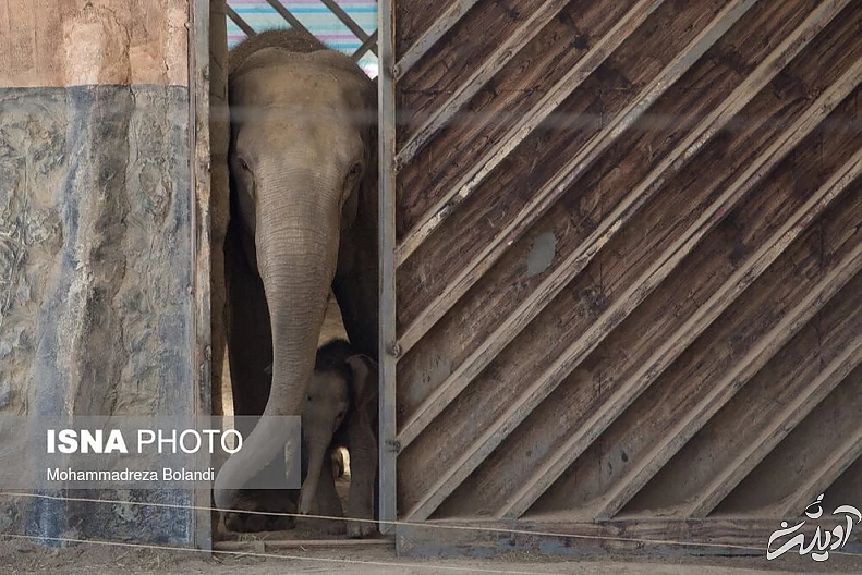 (تصاویر) رونمایی از «مایسا» در باغ وحش ارم
